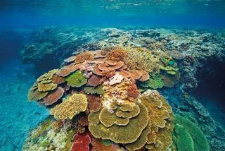 Lady Elliot Island Eco Resort Exterior foto