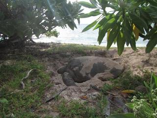 Lady Elliot Island Eco Resort Exterior foto